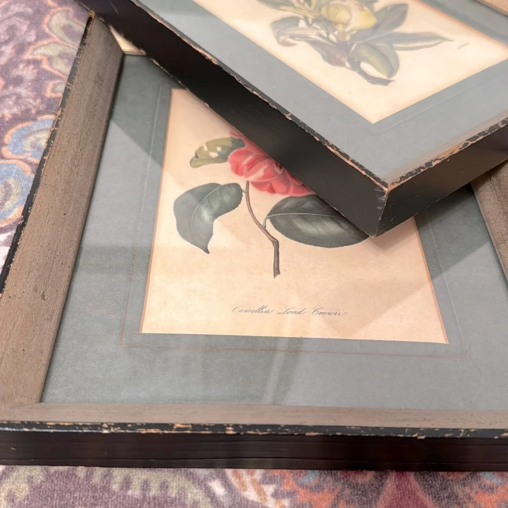 2 Vintage 1950s Framed Camellia &  agnes harrison Lithographs 11.25